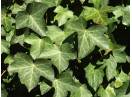 Iedera (Hedera helix)